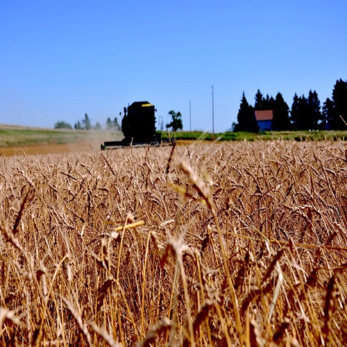 Wheat, North dakota, Field