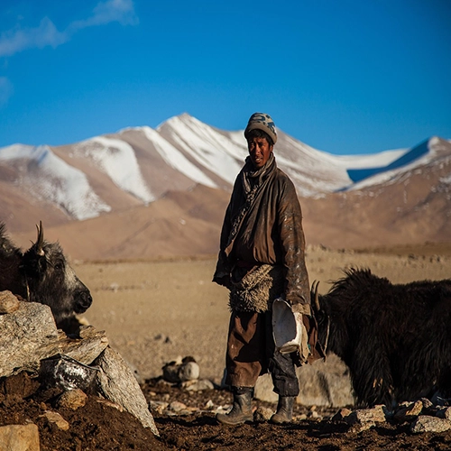 Yak, Nomads, Traditional