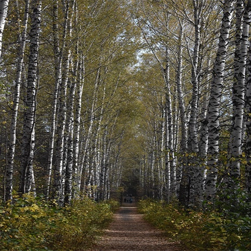 birch trees forest novosibirsk russia