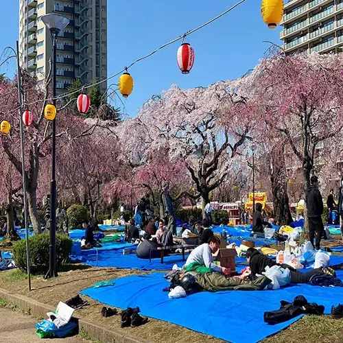 tsutsujigaoka-park-cherry-blossoms-hanami-sendai-japan