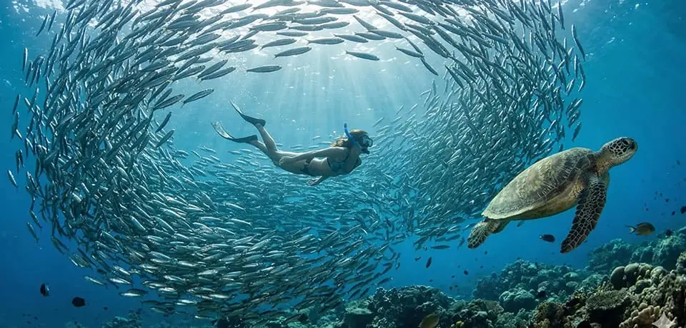 moalboal-sardine-run-snorkeling.Cebu itenerary