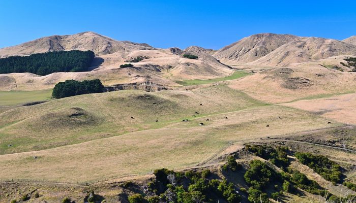 Cape kidnappers, Napier, New zealand