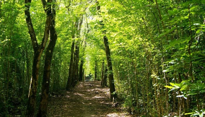 Rainforest, Martinique