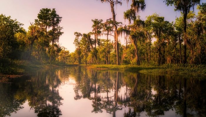 Swamp, New orleans, Bayou